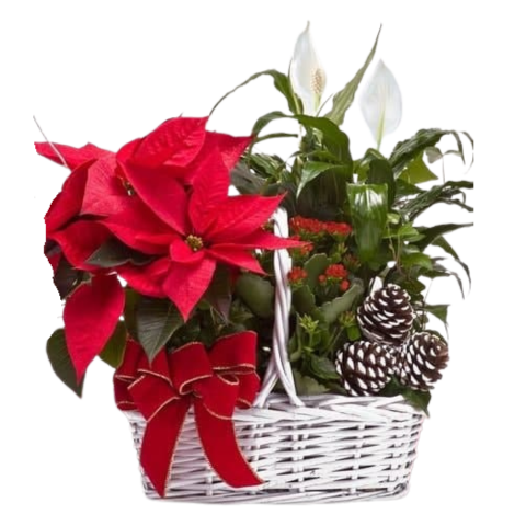 Winter Plant Basket