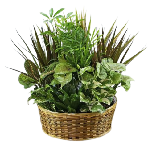 Assorted Green Plant Basket