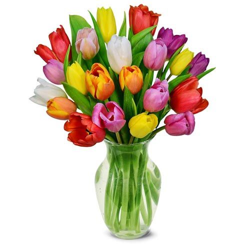 20 Multicolour Tulips