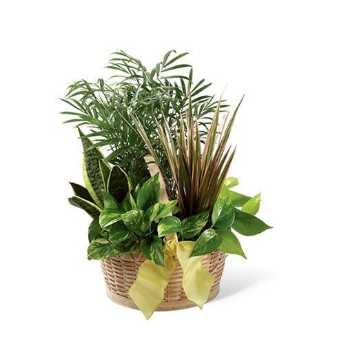 Lovely Green Plant Basket