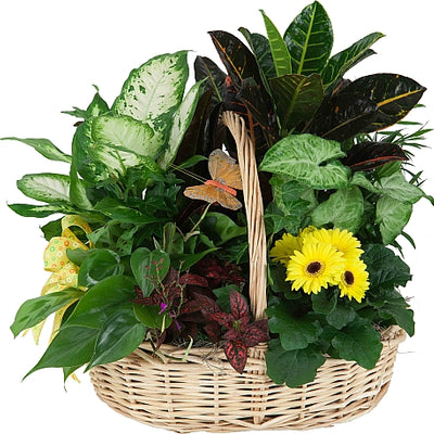 Sweet Serenity Plants Basket